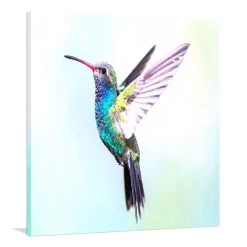 Hummingbird Canvas Print