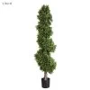 Boxwood Spiral Tree 1.9m
