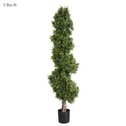 Boxwood Spiral Tree 1.9m