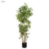 Japanese Bamboo Tree 1.6m