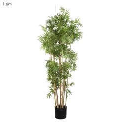 Japanese Bamboo Tree 1.6m
