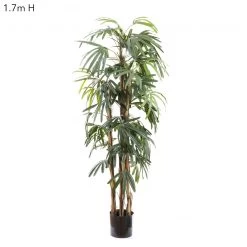 Raphis Palm 1.7m