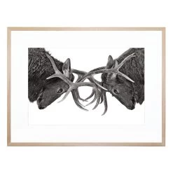 Eye To Eye Acrylic Print -Home Decoration Store GRO 278 EYE 20TO 20EYE L1 20NAT f7ad58b5 419d 4f43 aa14 0ce98c0883a4