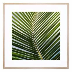 Cocos Acrylic Print With Frame