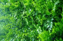 Mediterranean Fern Vertical Outdoor Garden -Home Decoration Store Med 20Fern 20Close 20Up
