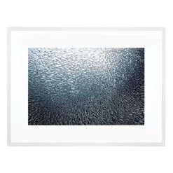 Sardines Firework Acrylic Print With Frame