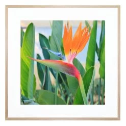 Paradiso Acrylic Print With Frame