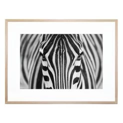 Zebra Acrylic Print With Frame -Home Decoration Store shopify 07a90b20a978b941e6a7fe30de0dfe8d zebra acrylic print with frame