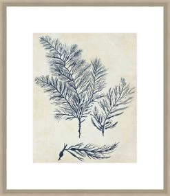 Indigo Blue Seaweed III Framed Print