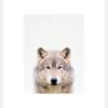 Wolf Framed Print