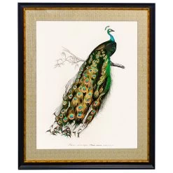 Peacock Wall Art -Home Decoration Store shopify 1a5206b55fe8287b7aade5412083e639 mayura feathers wall art