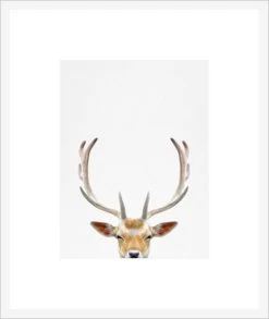 Deer Framed Print