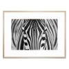 Zebra Acrylic Print With Frame