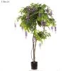 Wisteria Tree Purple 1.9m