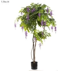 Wisteria Tree Purple 1.9m