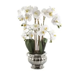 Potted Orchid In Silver Bowl