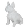 French Bulldog Sitting White