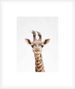 Giraffe Framed Print
