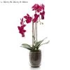 Fuschia Orchid In Glass Pot
