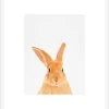 Rabbit Framed Print