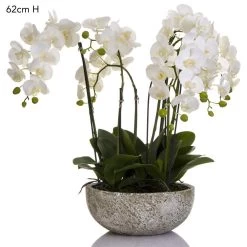 White Orchid In Clay Pot