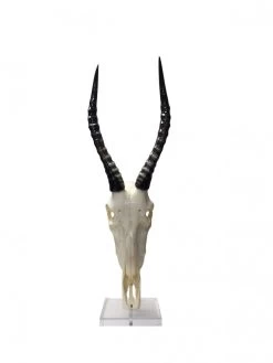 Mounted Polished Blesbok Horns On Full Skull -Home Decoration Store shopify 4516ddff893a61d7e1c996d4efd0be7a mounted polished blesbok horns on full skull