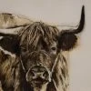 Highland Bull Limited Edition Framed Print By Alissa Wright