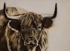 Highland Bull Limited Edition Framed Print By Alissa Wright