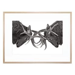 Eye To Eye Acrylic Print