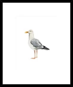 Sea Bird II Framed Print