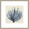 Coastal Seaweed III Framed Print