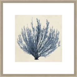 Coastal Seaweed III Framed Print