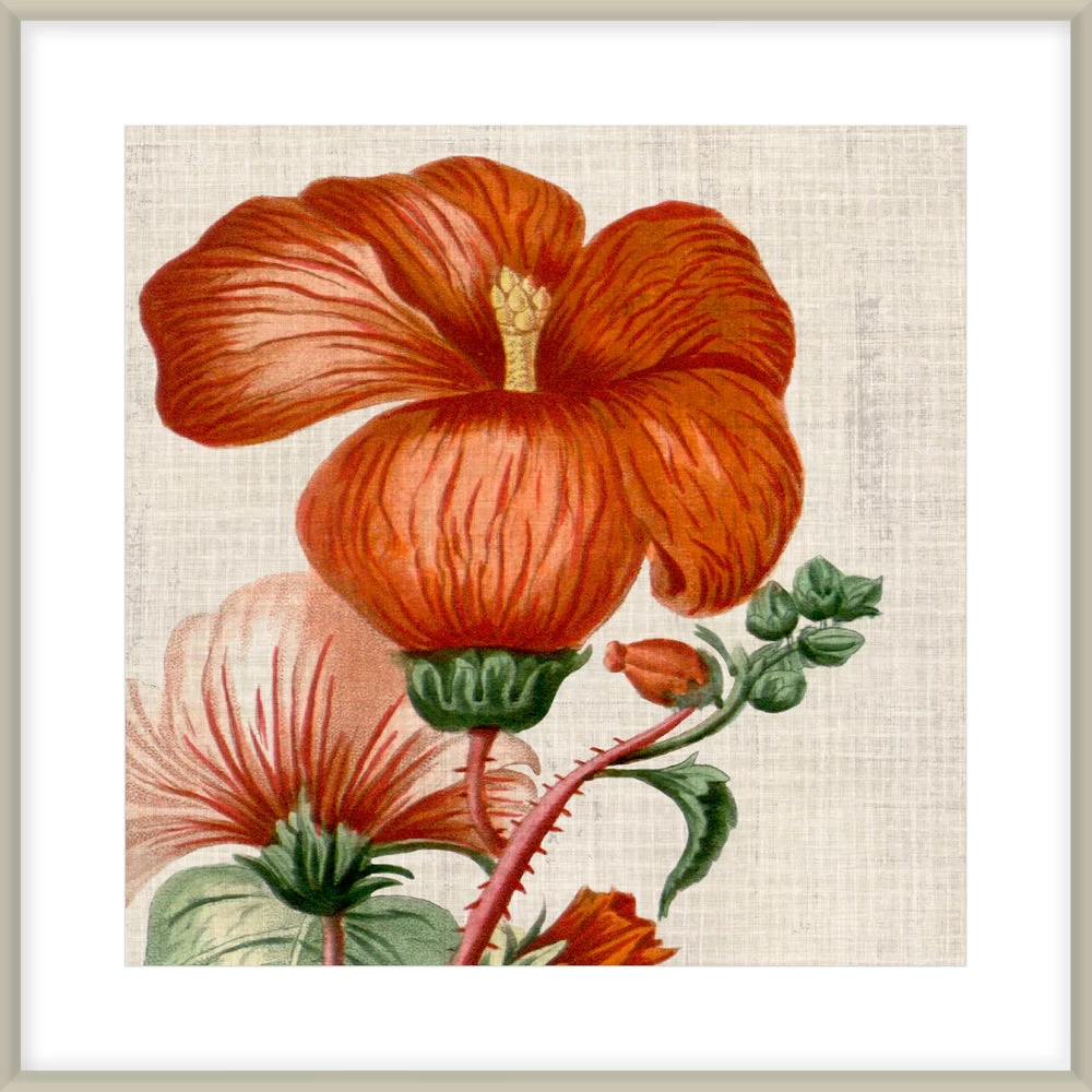 Cropped Turpin Tropicals VIII Framed Print 1 Cropped Turpin Tropicals VIII Framed Print