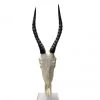 Mounted Polished Blesbok Horns On Full Skull