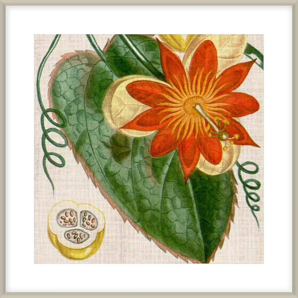 Cropped Turpin Tropicals I Framed Print 1 Cropped Turpin Tropicals I Framed Print