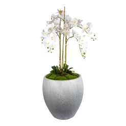 Harriet Orchid In Planter