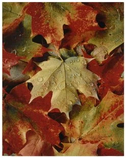 Maple Leaves Wall Hanging