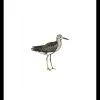 Sea Bird III Framed Print