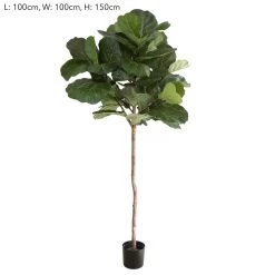 Fiddle Leaf Tree 150cm