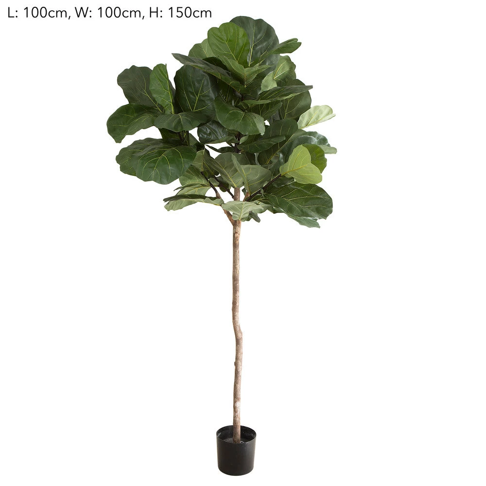 Fiddle Leaf Tree 150cm 1 Fiddle Leaf Tree 150cm
