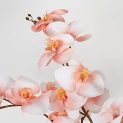 Lan Orchid In Pot Coral -Home Decoration Store shopify 8f60beeaf7da4f40673857c8b155c47e lan orchid in pot coral