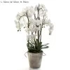 Orchid Phal Large In Terracotta Pot White