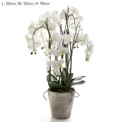 Orchid Phal Large In Terracotta Pot White