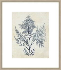Indigo Blue Seaweed II Framed Print