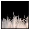 Feather Strong Photographic Canvas Print With Floating Frame