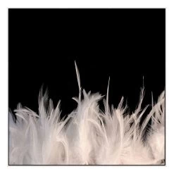 Feather Strong Photographic Canvas Print With Floating Frame -Home Decoration Store shopify GIR 077 feather strong SQ WHT