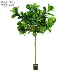 Fiddle Leaf Giant Tree 320cm