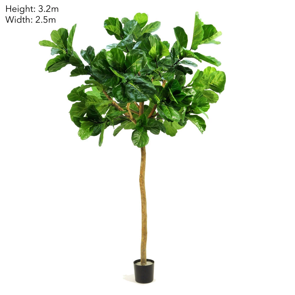 Fiddle Leaf Giant Tree 320cm 1 Fiddle Leaf Giant Tree 320cm