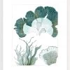 Seaside Seaweed II Framed Print