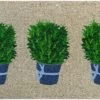 Rosemary Pots Doormat